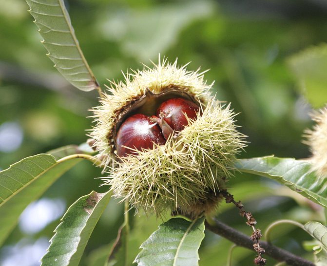 moth chestnut