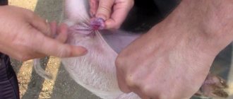 pig castration