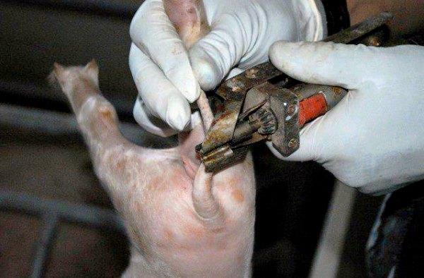 pig castration