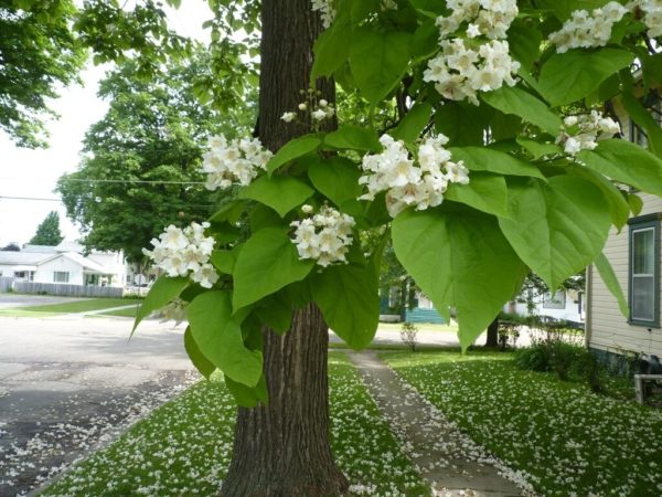 Catalpa tree: planting and care, diseases
