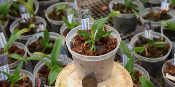 Cattleya: reproduction and transplant