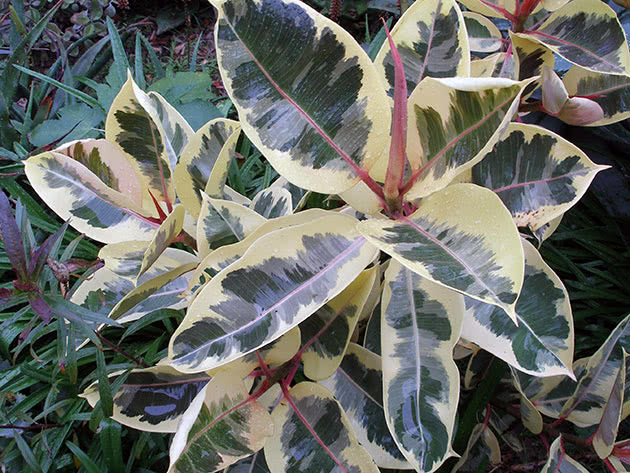 Rubbery ficus with variegated leaves