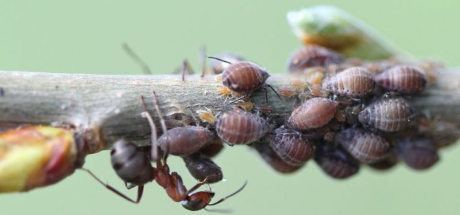 varje bladlöss har ihopkopplade antenner och ögon placerade framför kroppen.