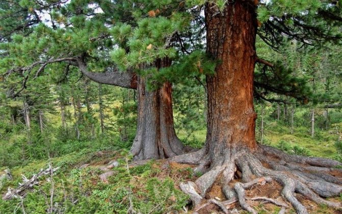 Cedar Siberia: foto dan perihalan pokok