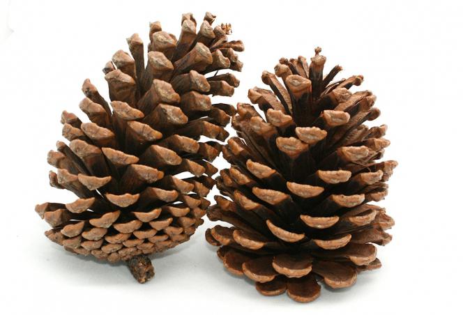 Cedar cone: larawan
