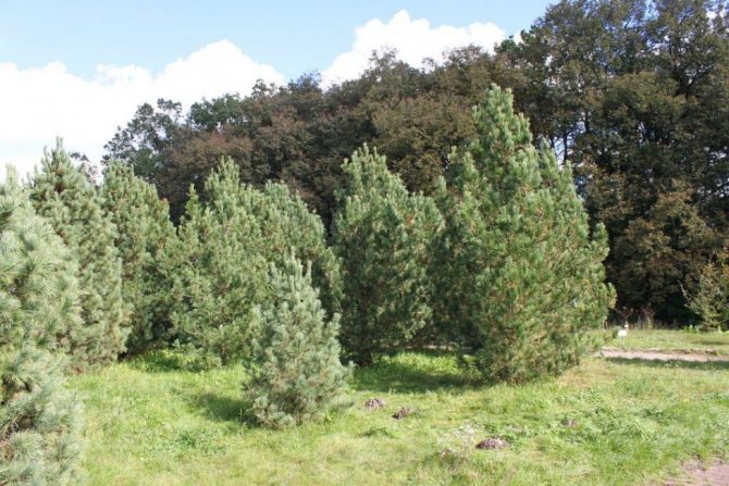 Cedar pine