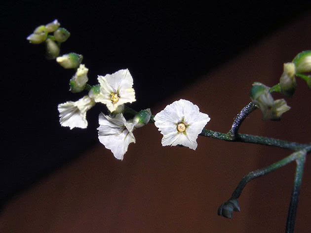 Kermek chinezesc (Limonium sinensis)