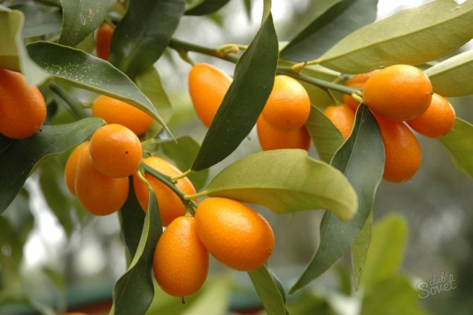 Kinkanština (kumquat)