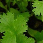 Cilantro - growing at home and in the country