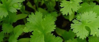 Cilantro - growing at home and in the country