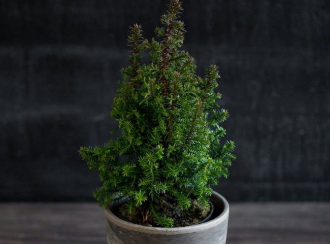 Evergreen cypress in a pot