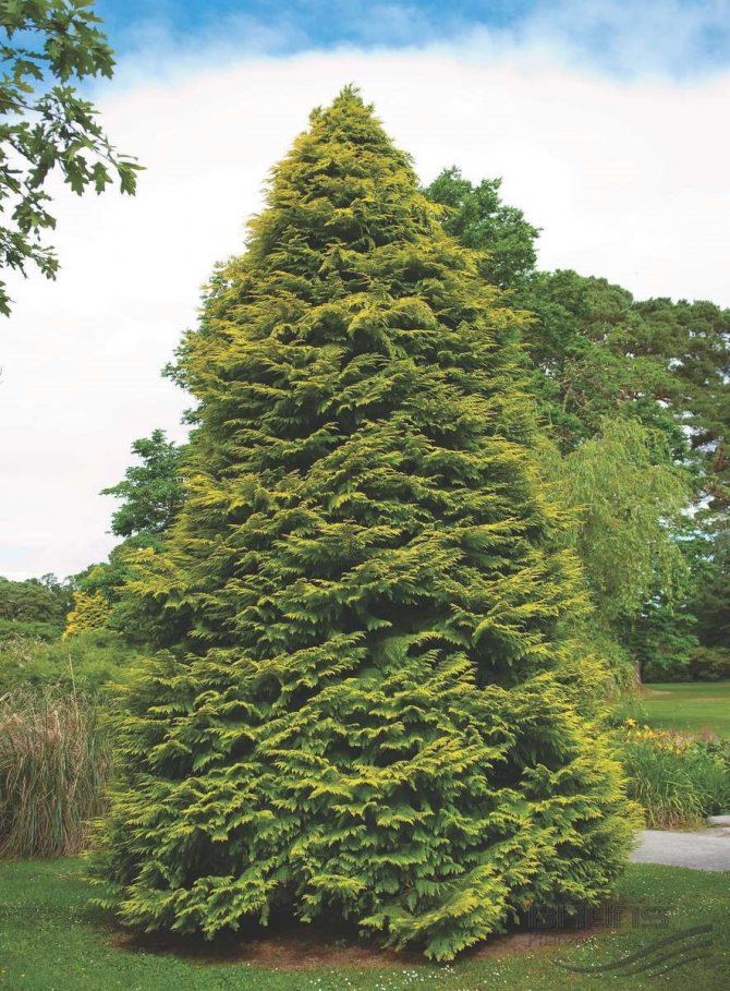 Lawsons cypress: sorter, plantering, vård och användning i landskapsdesign