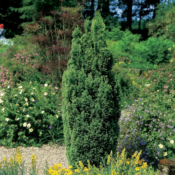 Lawsons cypress: sorter, plantering, vård och användning i landskapsdesign