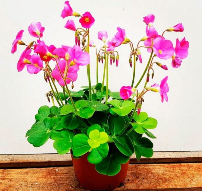 Cup-shaped oxalis (Oxalis bowiei)