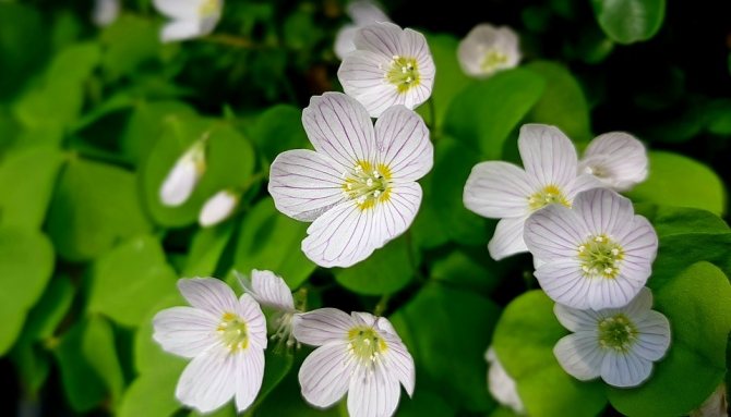 Oxalis in folk medicine: cultivation and use
