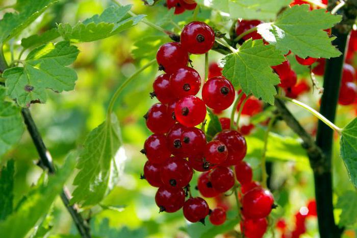 khasiat berguna berry oxalis