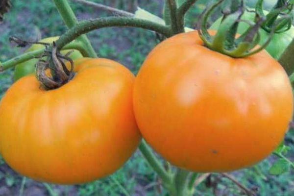 Sikat dengan tomato