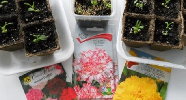 chinese carnation planting and care photos