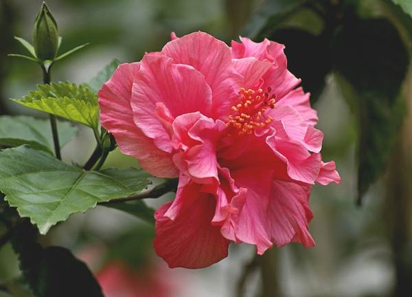 китайска роза цвете на смъртта защо