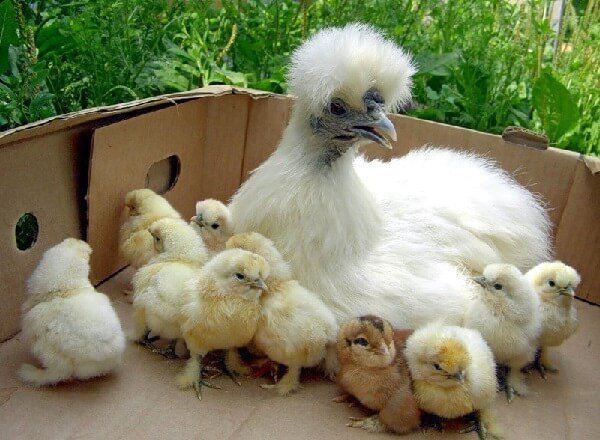 Chinese silk brood hen and chickens.