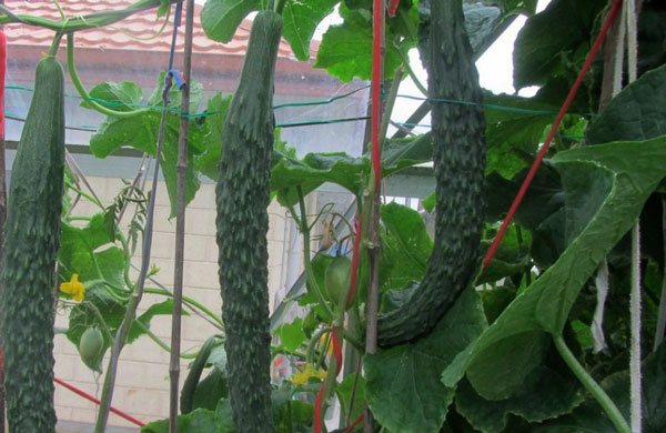 chinese cucumbers