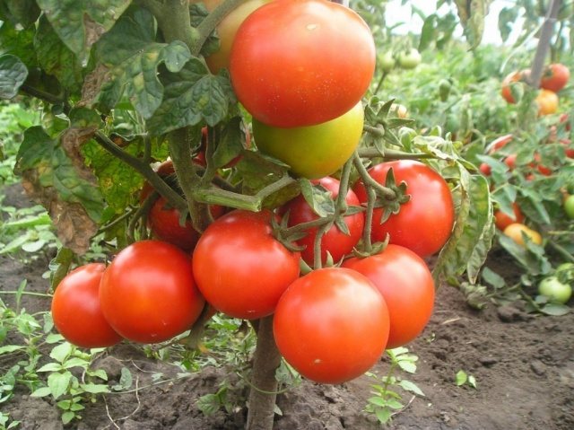 Китайски домати характеристики и описание на сортовете, добивът им със снимка