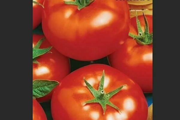 Varieti tomato cina