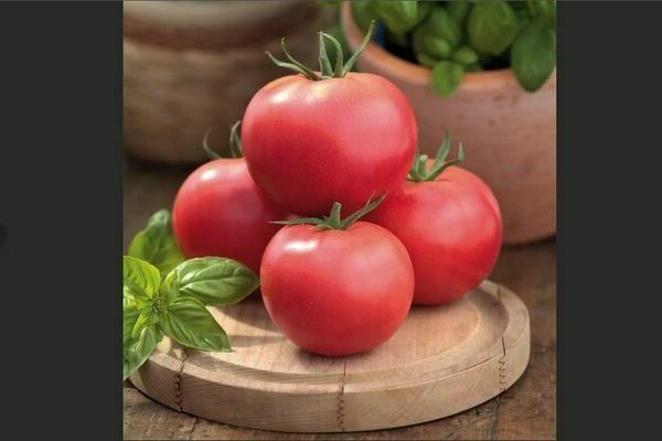 Varieti tomato cina