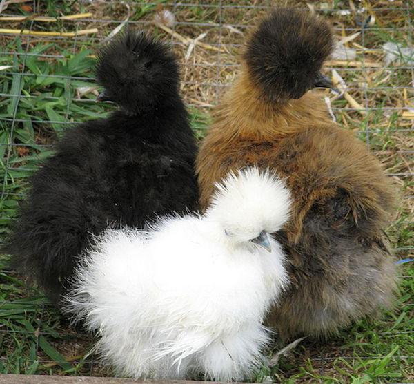 Recenze čínských hedvábných kuřat