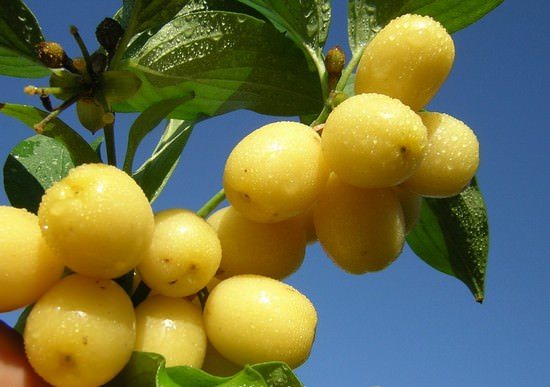 Cornelian cherry: rysy výsadby a pěstování v Bělorusku, na Ukrajině a v Moskevské oblasti