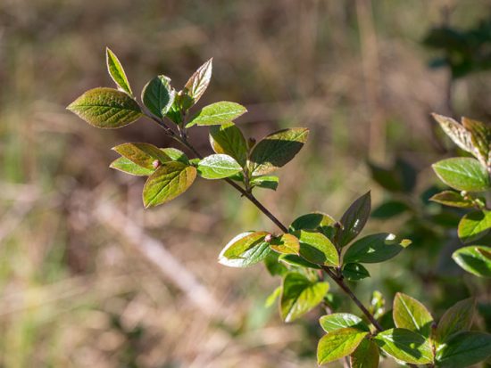 cotoneaster lysande avel