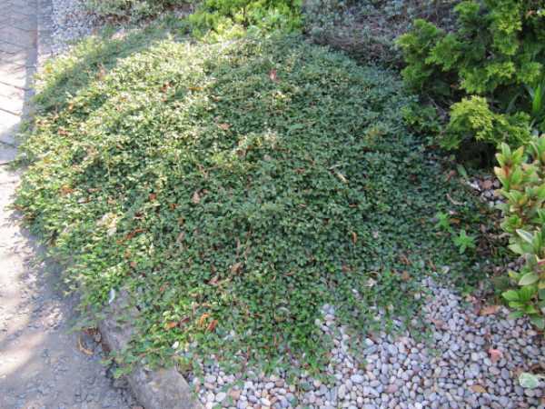 Horizontal cotoneaster in landscape design - About flowers