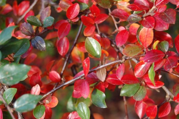 Cotoneaster in autumn