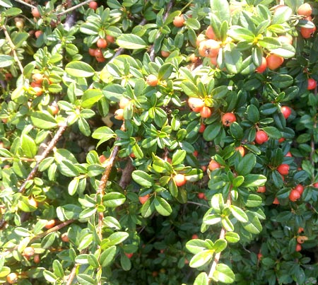 cotoneaster hedge