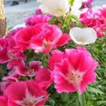 Clarkia graceful - growing from seeds, planting and care rules
