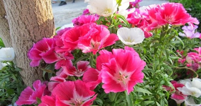 Clarkia graceful - growing from seeds, planting and care rules