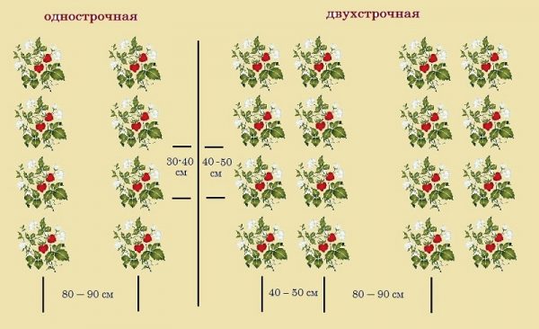 Класически схеми за засаждане на ягоди