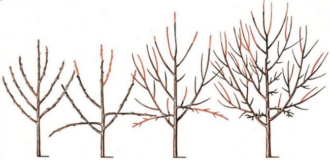 The classic option for forming a cherry tree for novice gardeners is to create a sparse-tiered crown