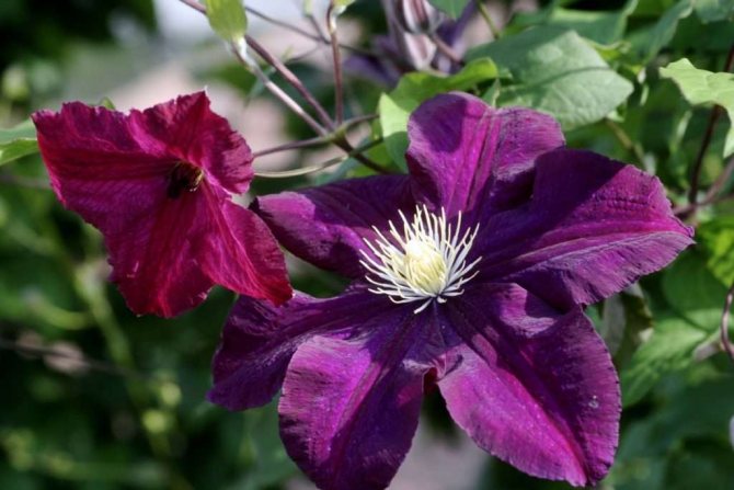 Classification of clematis by pruning group
