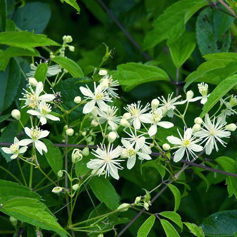 Classification of clematis by pruning group