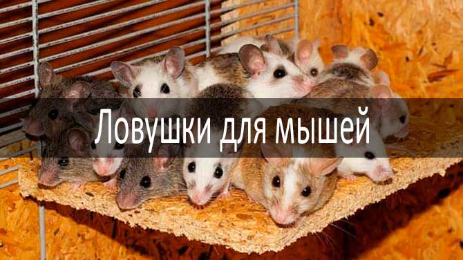 مصيدة الغراء الفأر