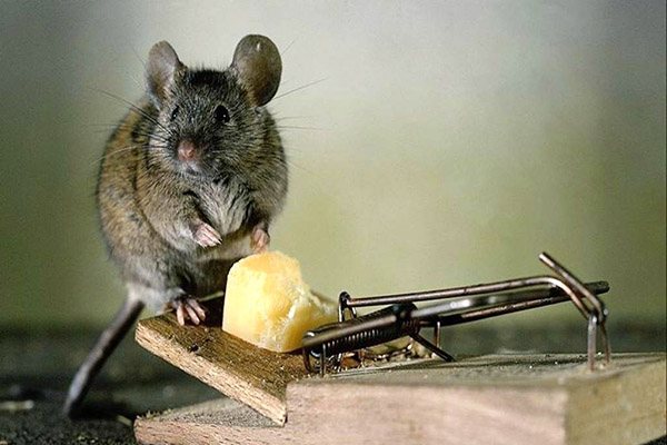 مصيدة غراء الفأر