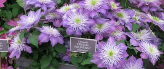 Clematis Crystal Fountain