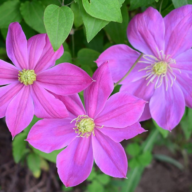 Clematis photo care