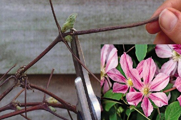 clematis of the cultivar trimming group