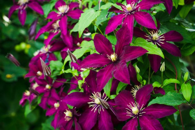 Clematis care in the fall preparation for winter