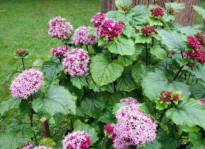 clerodendrum bunge