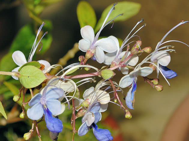 Clerodendrum at home