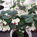 Clerodendrum is one of the brightest indoor plants
