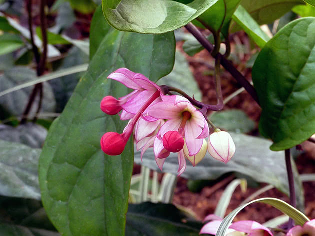 Clerodendrum beautiful, or the fairest / Clerodendrum speciosum